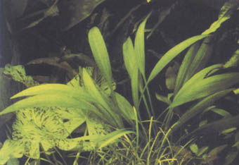 Echinodorus palaefolius